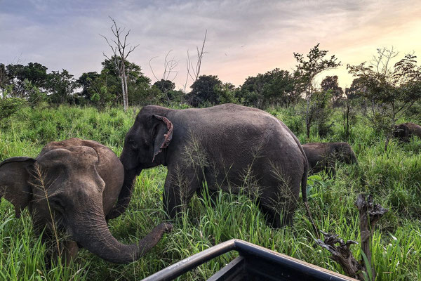 Elefanten Hurulu Eco Park