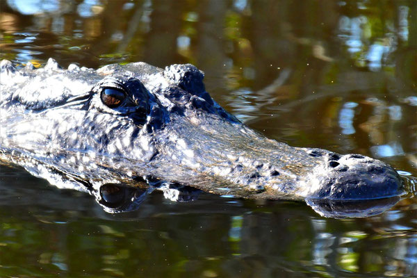 Everglades Alligator