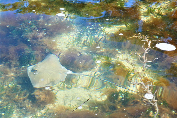 Rochen, Key Largo