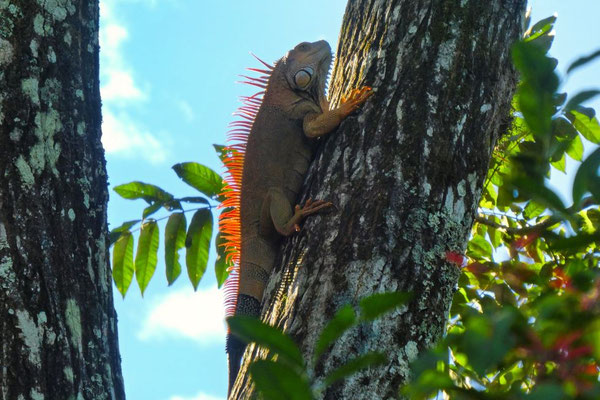 Grüner Leguan - Costa Rica 2 Wochen Route