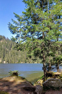Lac Vert, Vogesen
