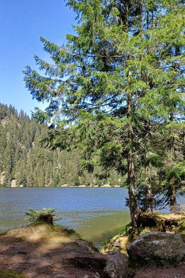 Lac Vert, Vogesen