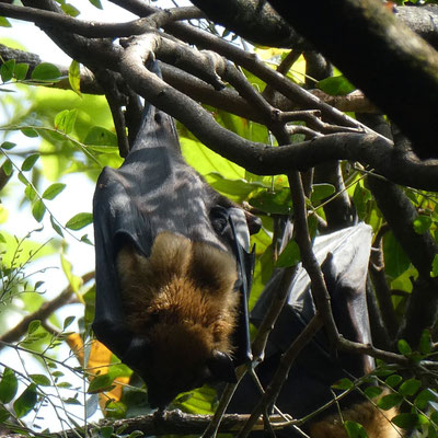 Flughunde Botanischer Garten Kandy