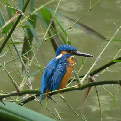 Eisvogel im Botanischen Garten Kandy