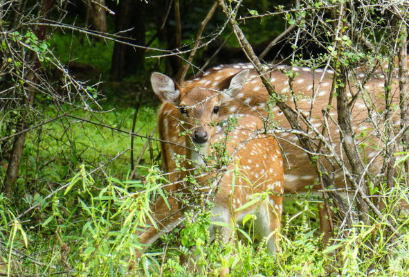 Axishirsche im Yala-Nationalpark