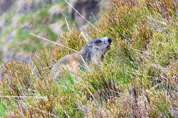 Gipfeltour Rauris