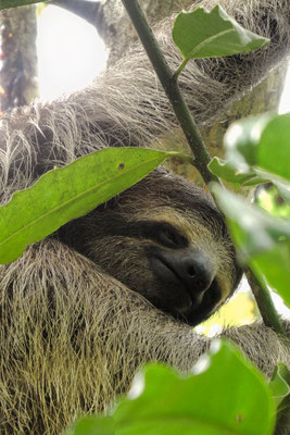 Faultier im Nauyaca Waterfall Nature Park - Costa Rica 2 Wochen Route