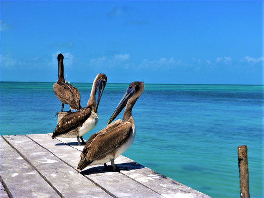 Pelikane auf Caye Caulker, Belize