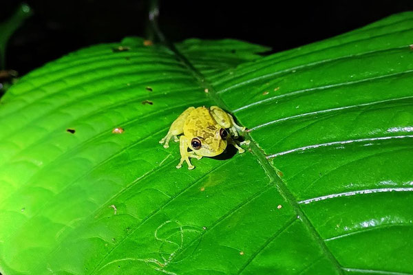 Sanduhr-Laubfrosch - Costa Rica 2 Wochen Route
