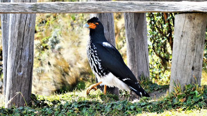 CaraCara