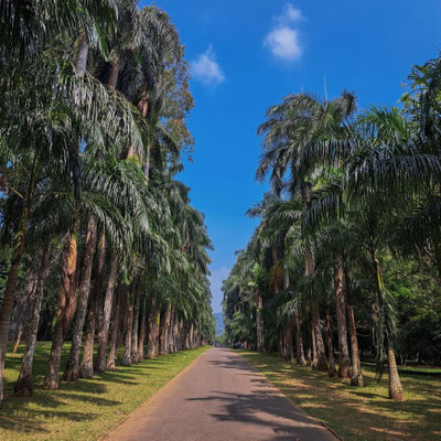 Royal Botanic Gardens Kandy
