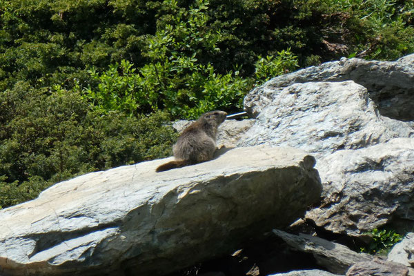 Murmeltiere