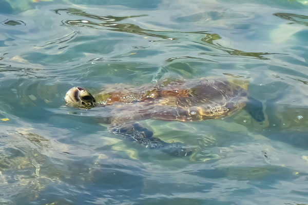 Meeresschildkröten in Mirissa