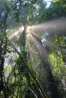 Mistico Hanging Bridges Park - Costa Rica 2 Wochen Route