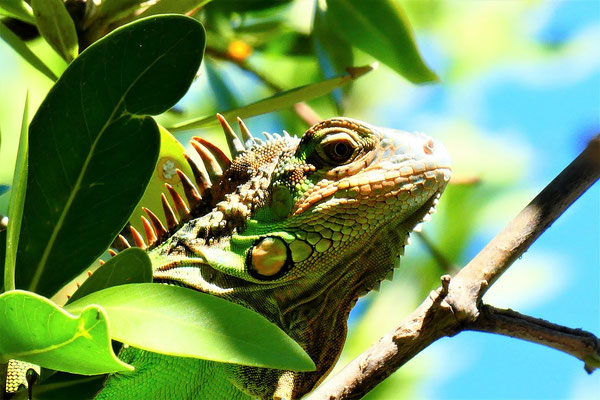 Grüner Leguan