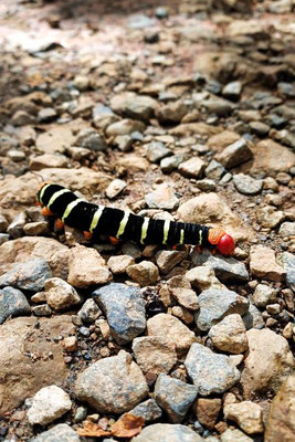 Pseudosphinx Tetrio Raupe - Costa Rica 2 Wochen Route