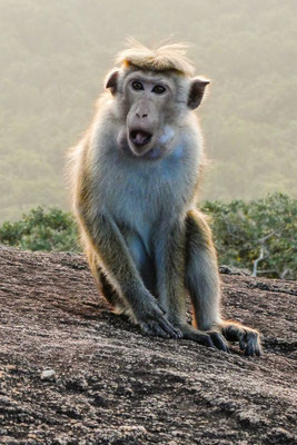 Pidurangala Rock