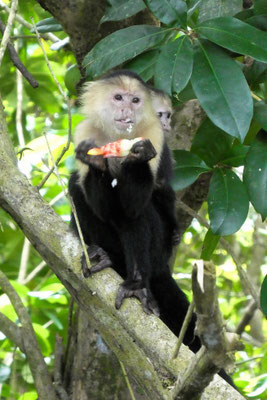 Kapuzineräffchen Cahuita - Costa Rica 2 Wochen Route