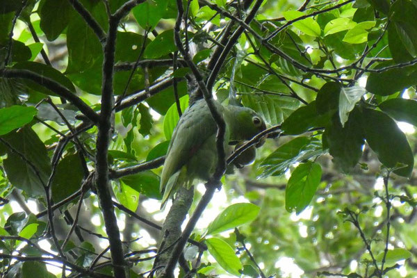 Amazonenpapagei - Costa Rica 2 Wochen Route