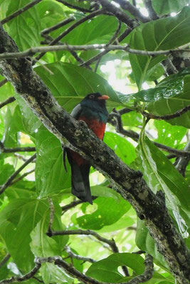 Schieferschwanz-Trogon - Costa Rica 2 Wochen Route