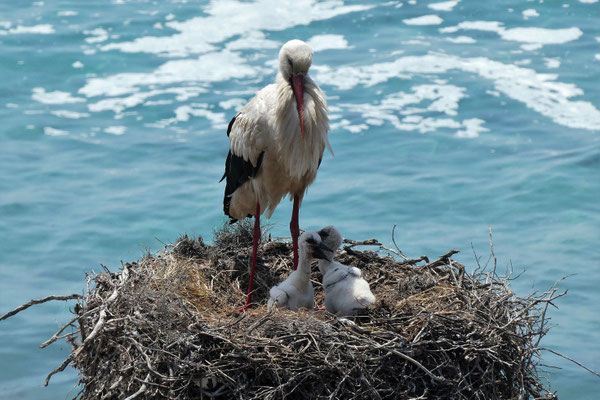 Storche am Fischerpfad