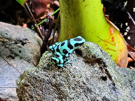 Grün-schwarzer Giftpfeilfrosch - Costa Rica 2 Wochen Route