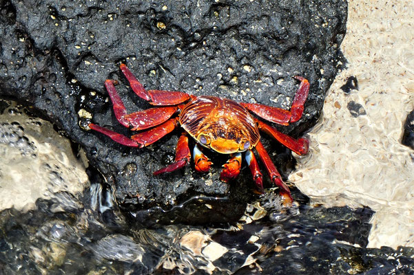 Rote Klippenkrabbe
