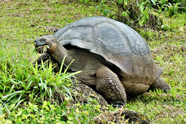 Galapagos-Riesenschildkröte