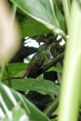 Kolibri in La Fortuna - Costa Rica 2 Wochen Route