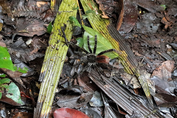 Amazonas Trekking Cuyabeno