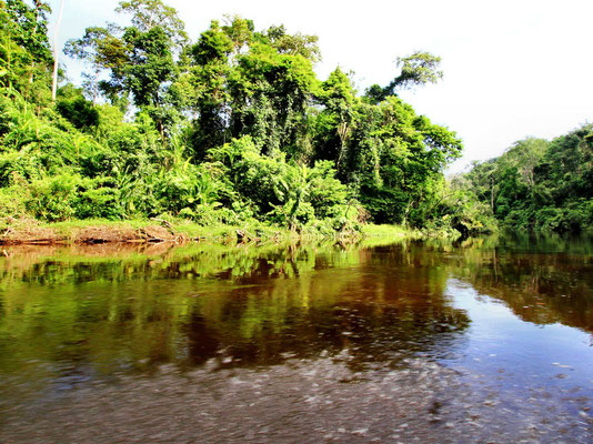 Taman Negara jungle in West-Maleisie