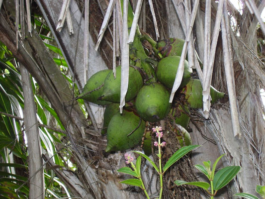 coconuts on the land