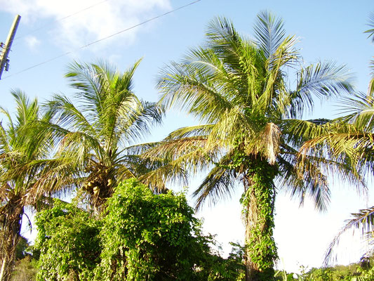 palm trees on the land