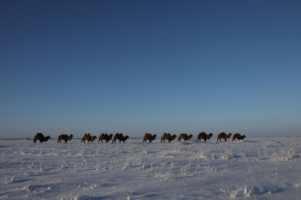 Kamelkarawane am Aral-See bei minus 30°C - Kasachstan  