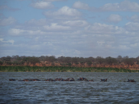 Flusspferdherde mit ca. 20 Tieren