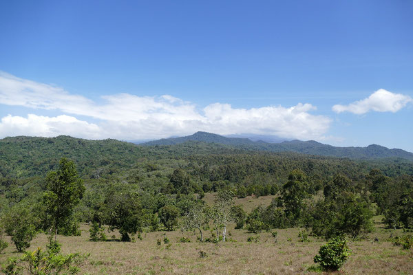 Wiesen und Urwald mit verdeckter Mawenzi-Spitze Hintergrund