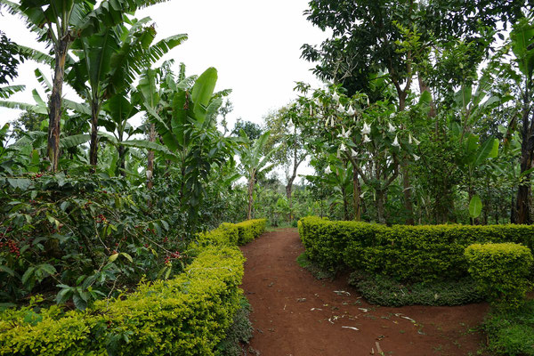 Bananenwälder und gepflegte Hecken