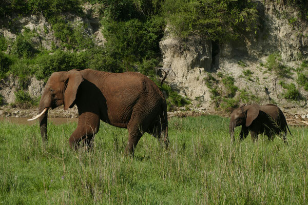 Weitere Elefanten am Tarangire NP