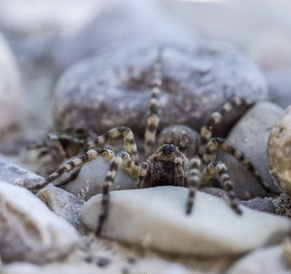 Weibchen von Arctosa cinerea (Flussuferwolfsspinne)