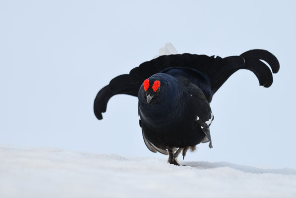 30.4.2024  Birkwild fotografie  "tobilafotografie"    Toni Bischof Ladir