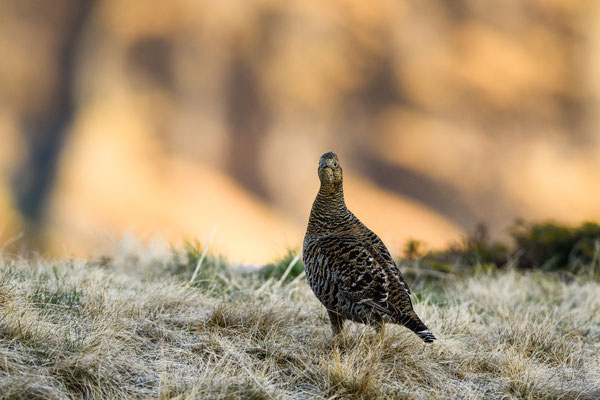15.5.2025  Birkwild fotografie  "tobilafotografie"    Toni Bischof Ladir
