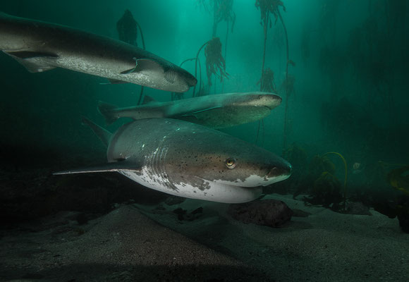 "Big Mum und ihre Jungen... Urwelthai... broadnose sevengill shark... im Kelpwald der Falsebay... Südspitze Afrikas"  Tobilafotografie  Toni Bischof, Ladir