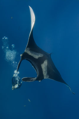 Manta   "tobilafotografie.com"  Toni Bischof Ladir