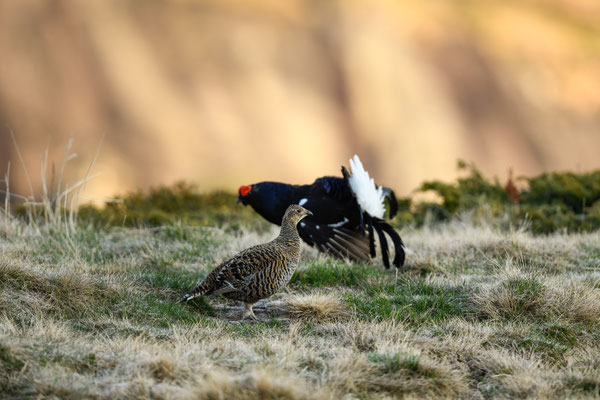 15.5.2025  Birkwild fotografie  "tobilafotografie"    Toni Bischof Ladir