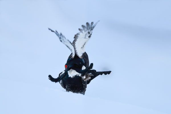 25.4.2024  Birkwild fotografie  "tobilafotografie"    Toni Bischof Ladir