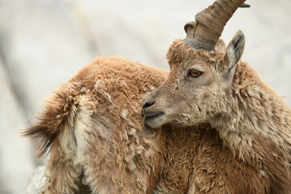 Steinbock wildlife   Tobilafoto Toni Bischof, Ladir