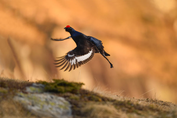 11.5.2024  Birkwild fotografie  "tobilafotografie"    Toni Bischof Ladir