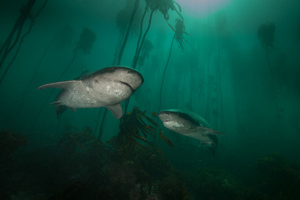 "Urwelthaie... broadnose sevengill shark... im Kelpwald der Falsebay... Südspitze Afrikas"  Tobilafotografie  Toni Bischof, Ladir