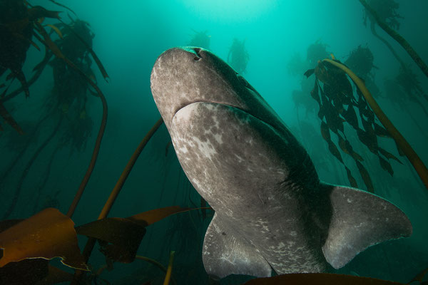 "Urwelthai... broadnose sevengill shark... im Kelpwald der Falsebay... Südspitze Afrikas"  Tobilafotografie  Toni Bischof, Ladir