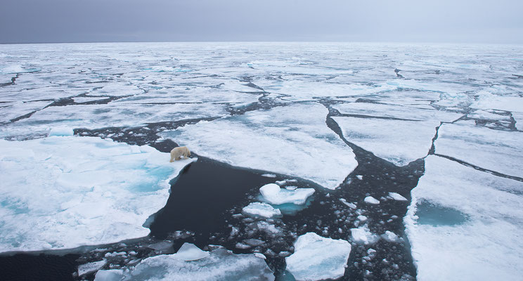 "Eisbär im offenen Polarmeer auf 81.586 Grad nördl. Breite"  Tobilafotografie  Toni Bischof, Ladir  